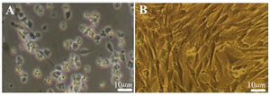 <p>Figure 1. The morphological appearance of cultured BMSC. A) Pri-mary culture of BMSC after 4 <em>hr</em> culture, B) The cell population after the 4th passage culture. Scale bars 10 <em>&mu;m.</em></p>