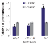 <p>Figure 7. Ratio of gene expression of <em>Olig2, PDGF-&alpha; </em>and <em>PLP</em> in oligodendrocyte compared to oligoprogenitor cells. *: Significant increase or decrease. OPC: Oligoprogenitor cells<em>. </em>OLC: Oligodend-rocyte. Data are shown as mean &plusmn;SEM from three independent experiments.</p>