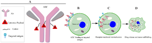 <p>Figure 1. Schematic representation of ADC, showing the main components of an ADC and its cell cytotoxicity mechanism. Clinical efficacy of ADCs is determined by fine-tuning combination of tumor antigen, targeting antibody, cytotoxic payload and conjugation strategy (a). ADC binds to tumor target cell surface antigens (b) leading to trigger a specific receptor mediated internalization (c). The internalized ADCs are decomposed to release cytotoxic payloads inside the tumor cell either through its linkage/linker sensitivity to protease, acidic, reductive agents or by lysosomal process, leading to cell death (d).</p>