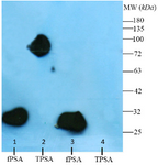 <p>Figure 4. Western blotting analysis of reactivity of monoclonal (2G3-HRP) and polyclonal rabbit anti- fPSA-HRP antibodies with fPSA and TPSA (90% PSA-ACT, 10% fPSA). The results showed that 2G3 is able to recognize fPSA and PSA-ACT complex in TPSA.</p>
<p>fPSA: free PSA, TPSA: 90% PSA-ACT, 10% fPSA. lanes 1 and 2: 2G3-HRP; lanes 3 and 4: polyclonal rabbit anti- fPSA&ndash;HRP.</p>