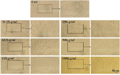 <p>Figure 6. Microscopic images of Msf7 cell line after 72 <em>hr</em> of treatment with different concentrations of CS extract, scale bar: 50 <em>&micro;m.</em></p>