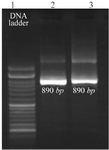 <p>Figure 1. <em>Agarose </em>gel electrophoresis of PCR products of HTLV-1 positive samples<em>. </em>Line 1,100 <em>bp </em>DNA ladder. Lines 2 and 3, 890-<em>bp</em> PCR fragments of amplified <em>Tax-1</em> gene.</p>