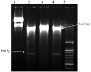 <p>Figure 3. <em>Agarose</em> gel electrophoresis of double digestion of recombinant plasmid PcDNA3.1-<em>Tax-1 </em>containing <em>Tax-1 </em>gene. Lines 1 and 3, undigested recombinant plasmid <em>PcDNA3.1</em><em>-Tax-1, </em>Lines 2 and 4, recombinant plasmid <em>PcDNA3.1</em>-<em>Tax-1</em> that was digested with<em> HindIII and </em><em>EcoR1</em>enzymes with two fragments (PcDNA3.1, 5428- <em>bp</em>, and <em>Tax-1</em>, 890-bp)<em>. </em>Line 5, 100 <em>bp </em>DNA ladder.</p>