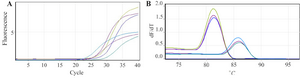 <p>Figure 4. A) Amplification curves and; B) melt curve analysis of <em>CCR5</em> and <em>GAPDH</em> genes as target and control genes, respectively revealed melting peaks at 86<em>&deg;C</em> for <em>CCR5</em> gene and 83<em>&deg;C</em> for <em>GAPDH</em> gene and the representative amplification with <em>gene specific primers.</em></p>