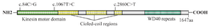 <p>Figure 4. <em>KIF21A</em>&nbsp;mutations. Scheme of the Kinesin protein structure and the relative most common variant locations of <em>KIF21A.</em></p>