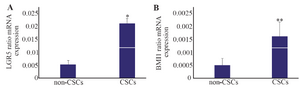 <p>Figure 2. Relative mRNA expressions for leucine-rich repeat-containing G-protein-coupled receptor <em>(LGR5)</em> and B cell-specific Moloney murine leukemia virus insertion site 1 <em>(BMI1)</em> analyzed by real-time RT-PCR. A) LGR5 had high level of expression in the cancer stem-like cells <em>(</em><em>CSCs)</em>. B) <em>BMI1</em> showed a similar pattern with higher rate of expression in the CSCs compared with the non-CSCs. * p&le;0.001 and ** p&le;0.03 <em>vs</em>. non-CSCs. Results are presented as mean&plusmn;SD (n=14).</p>