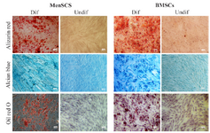 <p>Figure 2. Multi-lineage differentiation potential of MenSCs and BMSCs. The left and right pictures of each panel represent differentiated (Dif) and undifferentiated (Undif) stem cells, respectively. Differentiation of stem cells toward osteocytes, chondrocytes and adipocytes were assessed by Alizarin red, Alcian blue and Oil red staining, respectively. Results are representative of three individual experiments.</p>