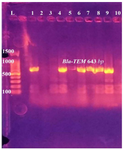 <p>Figure 8. PCR amplification of <em>Bla-TEM</em> gene in <em>E. coli </em>isolates from urine of outpatients infected with UTI with chronic kidney disease showing positive results at 643 <em>bp</em>. L: DNA size marker. 1-10: number of isolates.</p>