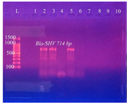 <p>Figure 9. PCR amplification of <em>Bla-SHV</em> gene in <em>K. pneumoniae </em>isolates from urine of outpatients infected with UTI with chronic kidney disease showing positive results at 714 <em>bp</em>. L: DNA size marker. 1-10: number of isolates.</p>