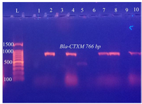 <p>Figure 10. PCR amplification of <em>Bla-CTXM</em> gene in <em>C. freundii</em> isolates from urine of outpatients infected with UTI with chronic kidney disease showing positive results at 766 <em>bp</em>. L: DNA size marker. 1-10: number of isolates</p>