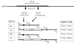 <p>Figure 1. Schematic illustration of primer interactions for <em>ACE</em> Multiplex T-ARMS-PCR assay. Fo and Ro are outer primers acting as control primers, and Fi and Ri are inner primers for 2350 nucleotide substitution (rs4343).</p>