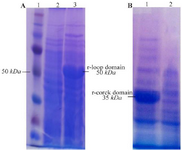 <p>Figure 2. SD-PAGE analysis of the recombinant, A) loop and, B) cork domain expression. A) Lane 1: standard protein molecular weight marker, Lane 2: un-induced control, Lane 3: expression of recombinant loop domain induced with 1 <em>mM</em> IPTG, B) Lane 1: un-induced control, Lane 2: expression of recombinant cork domain.</p>