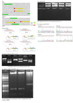 <p>Figure 1. Target selection and construction of Cas9 and sgRNAs ex-pressing vector. A) Sequences corresponding to the <em>Rag</em>1 and <em>Rag</em>2 fragments used for the selection of <em>RAG</em> primers and targeted sites. Primer sequences and target sites are respectively highlighted in green and yellow. B) Construction of pX330 and pLenti-Cas-Guide vectors with <em>RAG</em>1 and <em>RAG</em>2 sgRNAs. <em>RAG1</em>-F1R1, <em>RAG2</em>-F1R1 and <em>RAG2</em>-F2R2 were inserted into the <em>Bbs</em>I site of pX330 and <em>RA-G1</em>-F2R2 was inserted into the <em>Bam</em>HI and <em>Bsmb</em>I sites of pLenti-Cas-Guide vector by cloning strategy. Cloned sgRNA will be driven by U6 promoter, and Cas9 expression will be driven by CBh (in pX330) and CMV (In pLenti-Cas-Guide) promoters. Ampicillin (In pX330) and chloram-phenicol (In pLenti-Cas-Guide) resistance gene can be used to enrich transfected cells. C) Above: Gel-electrogram images of restriction enzyme digestion of vectors. <em>Bbs</em>I digestion of pX330 plasmid and <em>EcoR</em>I digestion of pLenti-Cas-Guide plasmid showing correct vector assembly in bacterial clones. Constructs of clones with correct digestion were sequenced. Below: Sequencing results. Example of chromatogram showing correct cloning of oligos into vectors.</p>