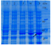 <p>Figure 4. Expression of reteplase under optimum fermentation conditions in a 2-L bioreactor, after 0, 1, 2, 3 and 4 <em>hr</em> (Lanes 1-5) of induction with IPTG.</p>