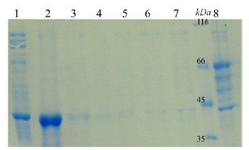 <p>Figure 5. Refolding and purification of reteplase. Lane 1: Refolded protein before adding into column; Lane 2: Eluted protein; Lane 3-7: Wash fractions and Lane 8: Flow-through of column.</p>