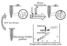 <p>Figure 2. Scheme of ELISA system for detection of DIG-labeled NASBA product.</p>