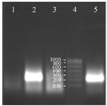 <p>Figure 3. Analysis of the NASBA products (220 <em>bp</em>) on 2% agarose gel without using RNase H in the reaction, Lane 1: negative control, Lane 2: NASBA product with RNase H in the reaction, Lane 3: NASBA product in the presence of RNase A, Lane 4: RNA ladder, Lane 5: NASBA product without RNase H in the reaction.</p>