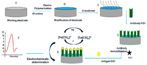 <p>Figure 1. Schematic representation of construction and development of the immunosensor.</p>