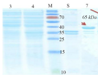 <p>Figure 2. Initial confirmation of CagA protein using SDS-PAGE. Left to right, Lanes 3 and 4 (Supernatant): Lane 3: BL21 non-induced, Lane 4: CagA protein. M: Protein Marker. Lanes 5 and 7 (Precipitate): Lane 5: Non-induced BL21, Lane 7: Protein <em>CagA</em>.</p>