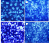 <p>Figure 3. DAPI staining, changes in cell nucleus indicating nuclear fragmentation as clear features of apoptosis in treated cells with 50% inhibitory concentrations of polysaccharide and taxol, under fluorescence microscopy (Magnification &times;400). A) Control, B) 10 <em>&micro;g/ml</em> taxol, C) 30 <em>&micro;g/ml</em> polysaccharide, D) 10 <em>&micro;g/ml</em> taxol +12.5 <em>&micro;g/ml</em> polysaccharide.</p>