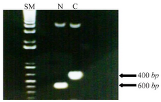 <p>Figure 1. Amplified N fragment (400 <em>bp</em>) and C fragment (600 <em>bp</em>) of MIG1 chromosomal gene of Saccharomyces Cerevisiae next to the size marker. The size marker (SM) contains of bands for each equals to 100 <em>bp.</em></p>
