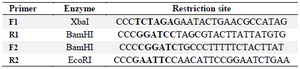 <p>Table 1. Oligonucleotide primers used in PCR analysis</p>