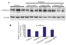 <p>Figure 2. Effect of hydro alcoholic extract of ginger on the protein levels of CYP46A1 in the brain. A) Representative immune-blotting showing specific bands for CYP46A1. &beta;-actin is used as an internal control. B) Graphic presentation of data obtained from western blot analysis. Each bar shows mean&plusmn;SD. From left to right, lanes 1, 2, and 3 are related to control; lanes 4, 5, and 6 are related to diabetic group (DM) without any treatments; lanes 7,8, and 9 are related to diabetic group receiving 200 <em>mg/kg</em> ginger extract; and lanes 10, 11, and 12 are related to diabetic group receiving 400 <em>mg/kg</em> ginger extract, respectively.</p>