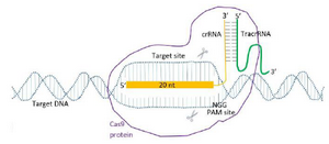 <p>Figure 1. Alt-RcrRNA: <em>tracrRNACas9 RNP gene</em> targeting.</p>