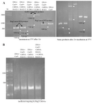 <p>Figure 2. <em>In vitro</em> DNA cleavage using Cas9 nuclease and crRNAs (CRISPR RNP). A) Cas9 nuclease and crRNAs for targeting <em>RAG1</em>, <em>RAG2</em> and <em>IL2RG </em>genes. Left: incubation at 37<em>&deg;C</em> after 1 <em>hr</em>. Lane1, 2: first bands are the Rag2 uncut PCR products, second and third bands are cleaved fragments represented by white arrows. Lane 3, 4: first bands are the IL2RG uncut PCR products, second and third bands are cleaved fragments represented by white arrows. Lane 5: first band is the Rag1 uncut PCR product, second band is one of the cleaved fragments, another cleaved fragment of Rag1 disappeared on agarose gel electrophoresis but after 2 <em>hr</em>, a faint band was found. Lane 6: Rag1 PCR product as a DNA control. Right: incubation at 37<em>&deg;C</em> after 2 <em>hr</em>. The lanes are in the same order just after 2 <em>hr</em>. B) Cas9 nuclease and crRNAs for targeting <em>RAG2 </em>genes after 6 months of shelf life. Very faint bands show inefficient targeting by Rag2 crRNAs. In all agarose gel pictures, bands resolution is not brilliant due to low quality of GelRed.</p>