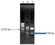 <p>Figure 2. Double-digestion on 1% agarose gel: Lane 1; pNZ 8149, Lane 2; Fermentas 1 <em>Kb</em> DNA Ladder, Lane 3; pNZ 8149+ bp26 double-digestion.</p>