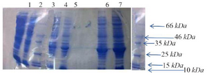 <p>Figure 3. <em>bp26</em> gene&nbsp; expression on SDS-PAGE: Lane 1; <em>L. lactis</em> with pNZ 8149 vector, Lane 2; <em>L. lactis</em> 3900, Lane 3; Fermentas protein Ladder, Lane 4; transformed <em>L. lactis</em> with recombinant pNZ 8149+bp26 vector before adding Nisin, Lane 5; transformed <em>L. lactis</em> with recombinant pNZ 8149+bp26 vector 1 <em>hr</em> after adding Nisin, Lane 6; transformed <em>L. lactis</em> with recombinant pNZ 8149+bp26 vector 3 <em>hr</em> after adding Nisin, Lane 7; transformed <em>L. lactis</em> with recombinant pNZ 8149+bp26 vector 5 <em>hr</em> after adding Nisin.</p>