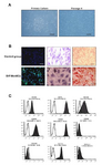 <p>Figure 1. A. Characterization of cell morphology in MenSCs in different passages: The isolated cells exhibited spindle-shape morphology. Scale bar: 100 &micro;m B: MenSC differen-tiation into chondrocytes (1), adipocytes (2), and osteoblast (3) judged by immunostaining of collagen type II and oil red O staining, and alizarin red staining, respectively. Scale bar=100 mm. C: Characterization of CD markers in MenSCs (black) and in isotype controls (white). Data represent the means &plusmn; SD (n=5).</p>