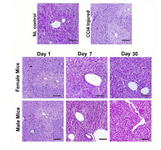 <p>Figure 4. Comparison of liver tissue glycogen content be-tween male and female mice treated with MenSCs. There was no notable difference between the two genders.</p>