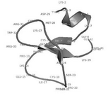 <p>Figure 3. Random coil behavior of cell-penetrating peptides with more high fluctuating residues.</p>