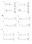 <p>Figure 5. Effect of ŋ on particles arrangement, A) at the entrance and B) near the outlets of reference. C) near the outlets of the modified design, A) ŋ=1 B) ŋ=5 C) ŋ=10 D) ŋ=15 at 0.0015 s</p>