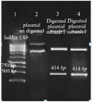 <p>Figure 7. Nucleotide sequence of <em>L. tropica</em> V-ATPase subunit F and sequence in other <em>Leishmania</em> species, <em>L. infantum</em> (<em>LINJ</em>), <em>L. major</em> (<em>LMJF</em>)<em>, L. donovani</em> (<em>LDBPK</em>), <em>L. mexicana</em> (<em>LMXM</em>).</p>