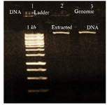 <p>Figure 1. Electrophoresis of extracted <em>L. tropica</em> DNA, lane 1: DNA 1 <em>kb</em>, lane 2, 3: extracted <em>L. tropica</em> DNA.</p>