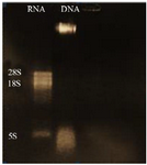 <p>Figure 2. Electrophoresis of extracted <em>L. tropica</em> RNA, lane 1: <em>L. tropica</em> RNA, lane 2: extracted <em>L. tropica</em> DNA.</p>