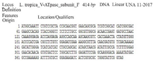 <p>Figure 4. Amplification products of transformation PCR products on 2% agarose gel electrophoresis stained with ethidium bromide. Lane 1: DNA ladder 1 <em>kb</em>, lane 2, 3: V-ATPase subunit F positive am-plification product.</p>
