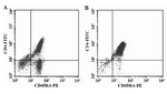 Figure 1. Flow cytometric analysis of naïve CD4+ T cells population isolated from cord blood samples. A) Dot plot diagram shows three distinct cell populations exist in cord blood mononuclear cells separated via ficoll hypaque density gradient, before applying human naïve CD4+ T cell isolation kit; B) Dot plot diagram shows more than 95% purity of CD4+/CD45RA+ T cells in cell samples obtained from human naïve CD4+ T cell isolation column