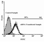 Figure 2. Human CD4+ T cells, 24h after transfection with flourescein-labeled siRNA. Flow-cytometric analysis of transfected T cells shows 89% transfection efficiency. Gray curve represents untransfected cells