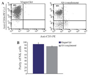 <p>Figure 1. Flow cytometry analysis of two NK cell isolation methods from PBMCs (A). Using MagniSort<sup>TM</sup>Human NK cell Enrichment kit, more than 92% purity was detected. We also detected 83% NK cell purity after incubating PBMCs with anti-CD3, anti- CD19 and mouse complement. Bare chart shows no statistically significant difference between the two methods (B).</p>