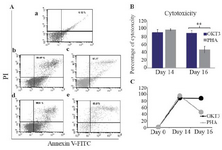 <p>Figure 3. Flow cytometry analysis of NK cells cytotoxicity against breast cancer cell line, MCF7, using Annexin V/PI (A). NK cell cytotoxicity on day 0 (a). NK cell cytotoxicity on day 14 and 16 in the OKT3 treated populations (b and c). NK cell cytotoxicity on day 14 and 16 in the PHA treated populations (d and e). Bare and linear charts (B and C) and show the comparison of NK cells cytotoxicity treated with OKT3 or PHA in different days. Asterisk (*) represents for p&lt;0.05.</p>