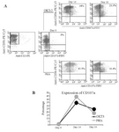 <p>Figure 4. Flow cytometry analysis of CD107a expression on NK cells staining with CD56-PE/CY5 and CD107a-FITC (A) Dot plots show the CD3- CD56+ NK cells were gated. The percent frequency of CD3&minus;CD56+ NK cells that express CD107a marker is indicated in the quadrants in control in compare with PHA and OKT3 treated populations. Linear chart (B) shows the comparison of CD107a expression on NK cells treated with PHA or OKT3 in different days.</p>