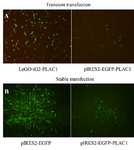 <p>Figure 1. Transient and stable transfection of CHO-K1 cells with human PLAC1. (A) Twenty-four <em>hr</em> post-transfection, CHO-K1 cells showed higher frequency of transfected cells using LeGO-iG2-PLAC1 than in pIRES2-EGFP-PLAC1. (B) pIRES2-EGFP- and pIRES2-EGFP-PLAC1- transfected CHO-K1 cells were treated with G418 antibiotic to produce polyclonal stable cell line.</p>