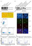 <p>Figure 2. Expression and localization of full human PLAC1 in pIRES2-EGFP-PLAC1- and LeGO-iG2-PLAC1- transfected CHO-K1 cells. (A) The presence of human <em>PLAC1</em> transcript was showed by RT-PCR. (B) PLAC1 protein expression was confirmed by two different antibodies by WB. (C) Submembranous PLAC1 protein expression indicating by ICC. Arrows show the positive cells. (D) The expression of PLAC1 protein was also showed using IF. DAPI stains cell nucleus. Transiently transfected cells indicated by EGFP expression were stained using anti-rhPLAC1 Ab. (E) Cell surface flow cytometry staining revealed that PLAC1 protein was not localized on plasma membrane but intracellular flow cytometry staining confirmed cytoplasmic localization of the expressed PLAC1 protein in successive passages (F and G).</p>