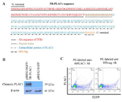 <p>Figure 3. Localization of TR-PLAC1 chimeric protein. (A) Amino acid sequence of TR-PLAC1 consisting of a portion of transferrin receptor protein 1 (aa 1-99 shown in red), peptide linker ((G4S)3 shown in black), extracellular portion of PLAC1 (aa 50-212 shown in green), and 6His-Tag (shown in blue). (B) WB analysis showing expression of TR-PLAC1 protein (39 <em>kDa</em>). &beta;-actin was used as an internal control. (C) CHO-K1 cells were transfected by lipofectamin 3000 and cell surface expression of TR-PLAC1 was examined using two different PE-labeled antibodies</p>