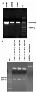 Figure 2. Representative results of PCR amplification; A) and restriction enzyme digestion; B) of the three FHA coding sequences. Agarose gel electrophoresis of amplified PCR products of rFHA1-3 fragments confirms their 1152, 1119 and 1119 bp sizes, respectively. Double digestion of pET2 2b(+)-rFHA1-3 constructs with EcoRI and HindIII endonucleases indicates the proper insertion of rFHA1-3 DNA segments into the expression vector. SM: DNA size marker