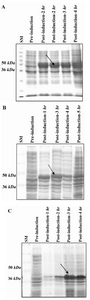 Figure 3. Induction of rFHA1; A), rFHA2; B) and rFHA3; C) proteins expression in E. coli BL21 (DE3). IPTG was added to a logarithmic liquid culture of transformed bacteria at 1 mM concentration when OD600nm was 0.6. Pre-induction and post-induction samples were collected at different time points and run on 12% SDS-PAGE followed by Coomassie blue staining. The arrow in the middle of the gel shows the expected target protein molecular weight (~ 40 kDa); SM: protein size marker