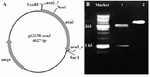 Figure 4. A) Schematic representation of pGEM-ura3 construct. The position of designed primers and restriction sites is shown. B) Restriction analysis of pGEM-ura3 vector. Lane 1: Fragments generated by NcoI/SacI digestion of the construct (~1 kb and ~3.3 kb). Lane 2: NcoI linearized plasmid

